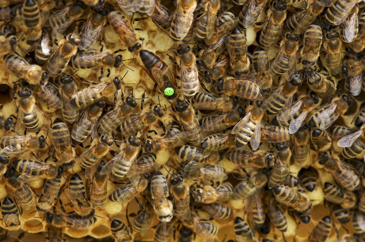 bees-1806219_1280.jpg